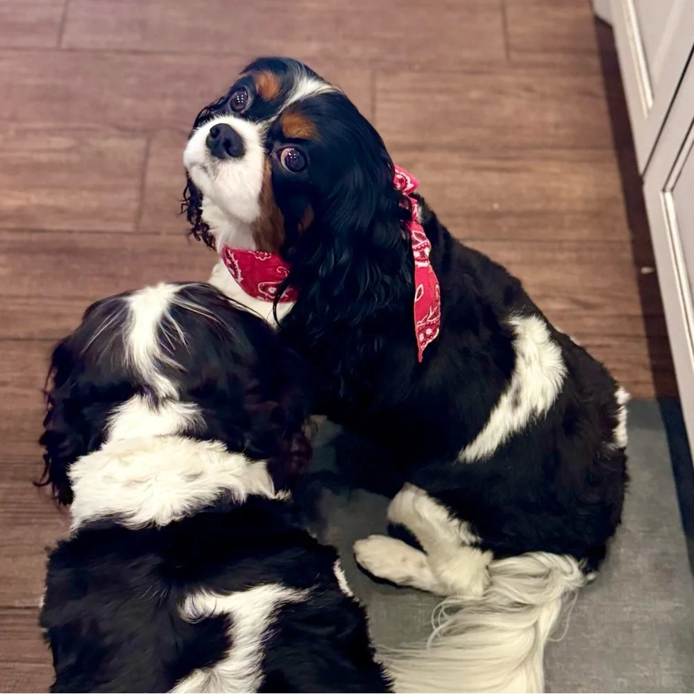COOLING Red Bandana Dog Collar - Rustic Boho Bow Tie - Unisex Dogs Pet Wrap